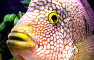 Popüler Ciklet Türleri & Çeşitleri