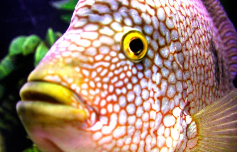 Popüler Ciklet Türleri & Çeşitleri