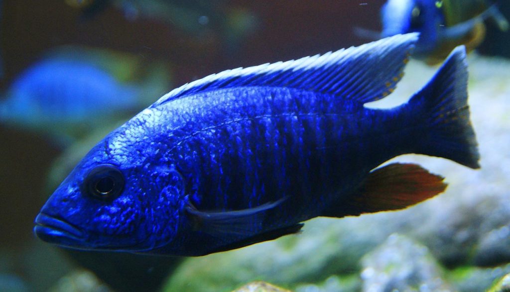 Elektirik Malavisi Cikleti (Sciaenochromis fryeri)