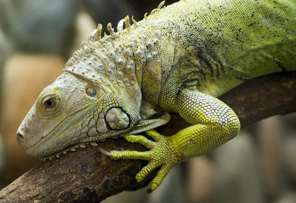 İguana Nerede Yaşar ve Cinsiyeti Nasıl Anlaşılır?