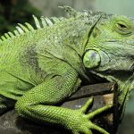 İguana Bakımı ve Dikkat Etmeniz Gerekenler