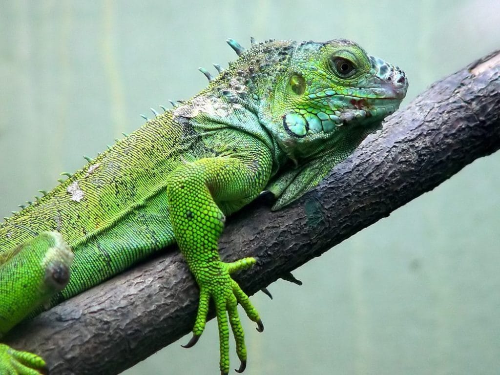 İguana Bakımı ve Dikkat Etmeniz Gerekenler