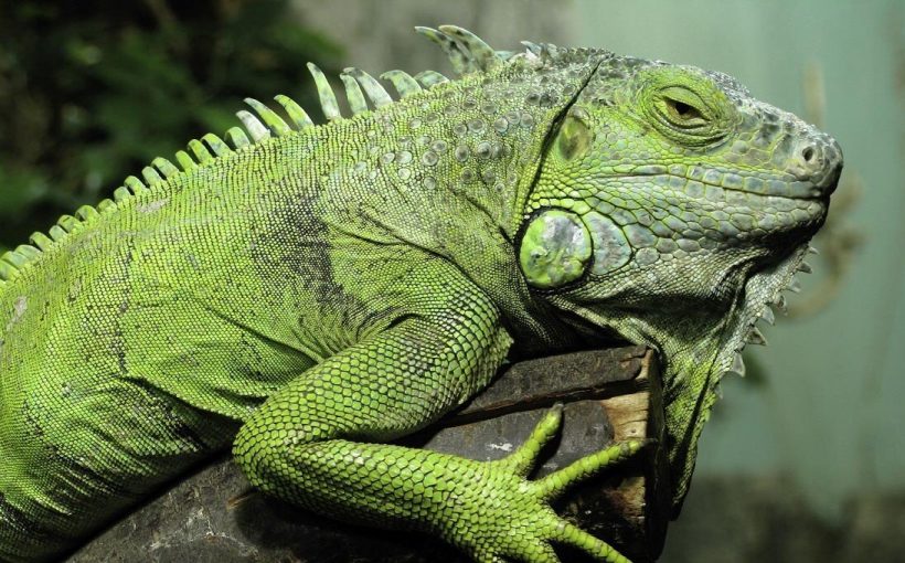 İguana Bakımı ve Dikkat Etmeniz Gerekenler