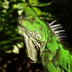 İguana Evcilleştirme