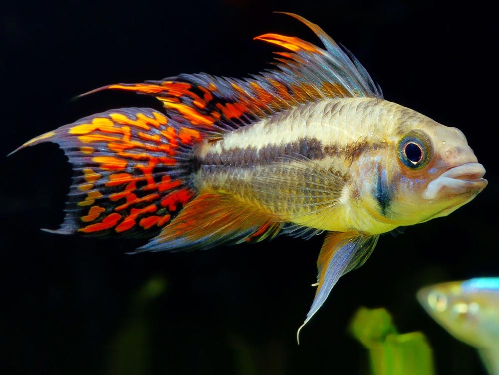 Kakadu Cikleti (Apistogramma cacatuoides)