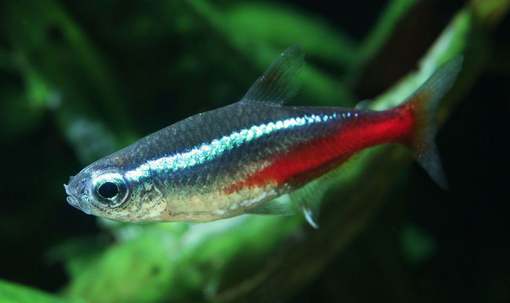 Neon Tetra