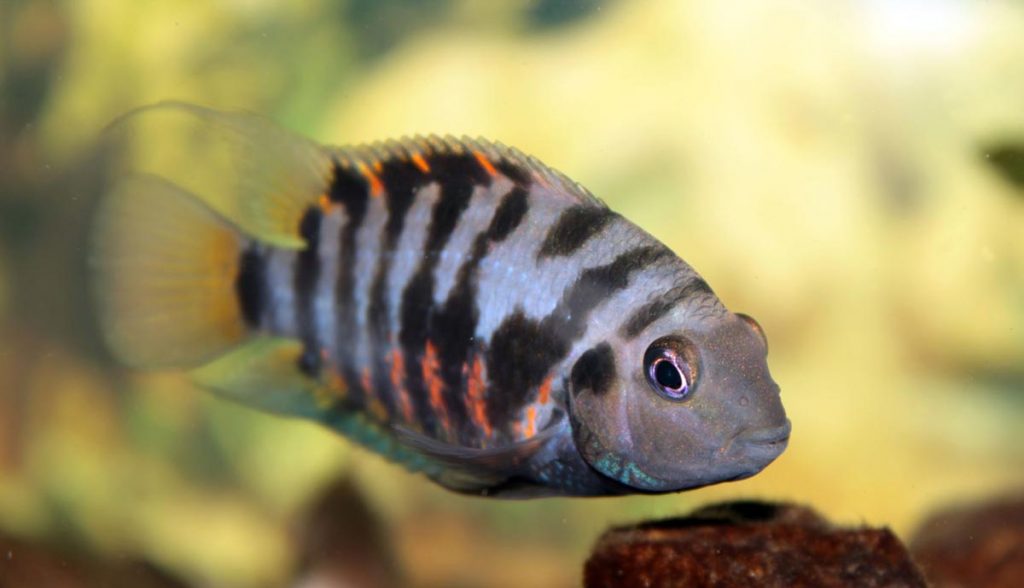 Zebra Ciklet Balığı (Amatitlania nigrofasciata)