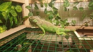 İguana İçin Teraryum Hazırlama