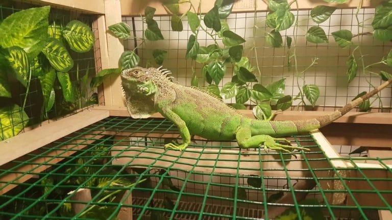 İguana İçin Teraryum Hazırlama