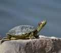 Su Kaplumbağası Teraryumu Kurulumu