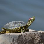 Su Kaplumbağası Teraryumu Kurulumu