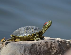 Su Kaplumbağası Teraryumu Kurulumu