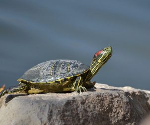 Su Kaplumbağası Teraryumu Kurulumu