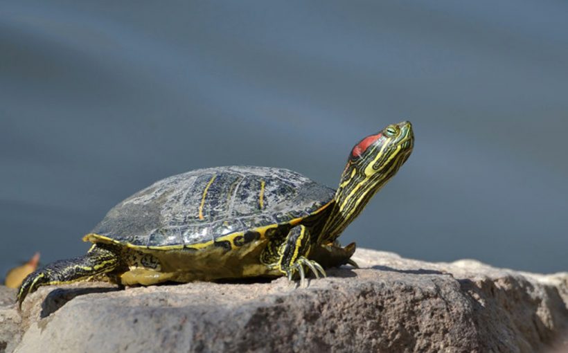 Su Kaplumbağası Teraryumu Kurulumu