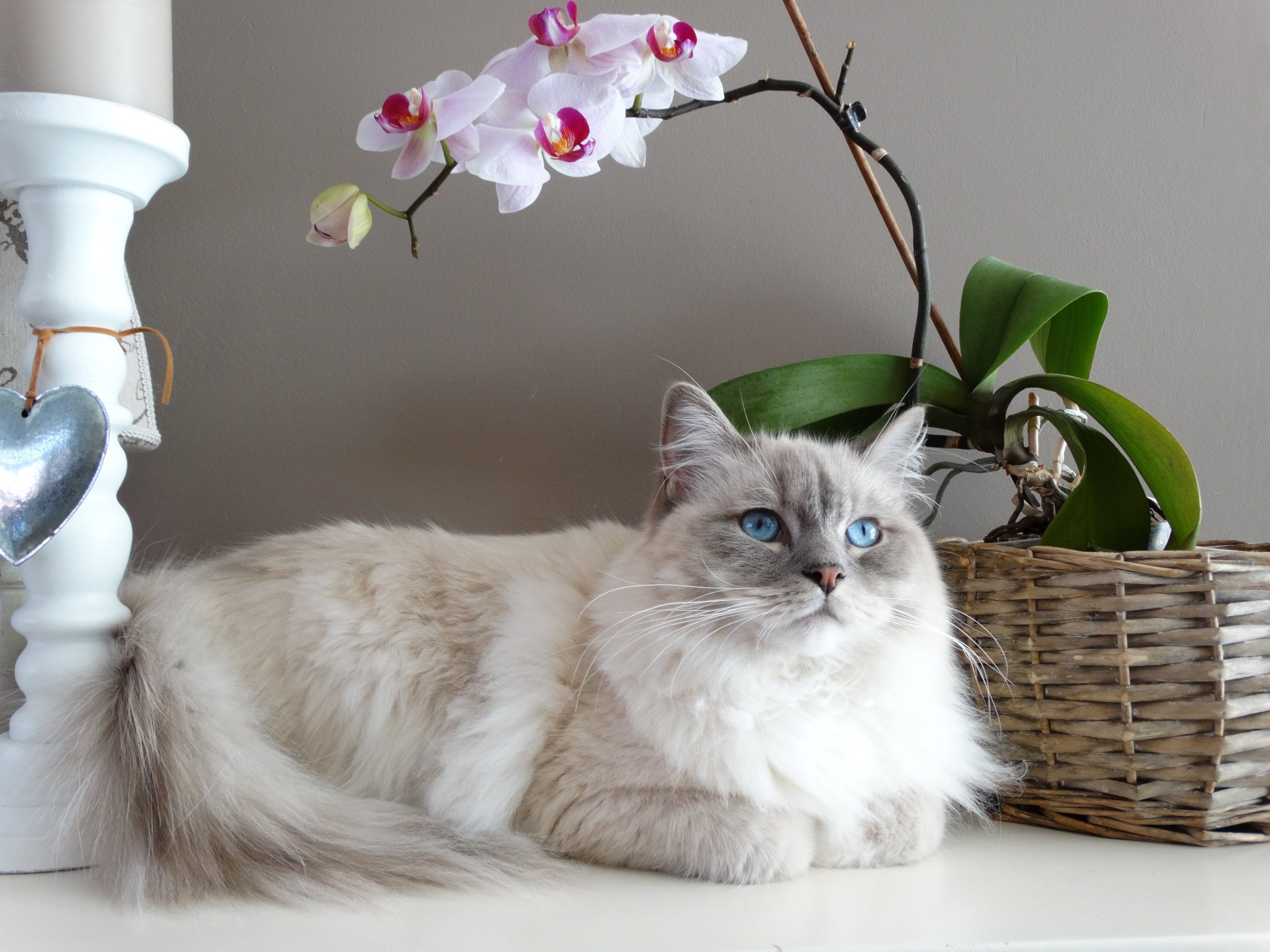 Menopause in Cats What is it and How Should It Be Handled?