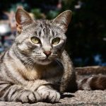 Sokak Kedisi Bakımı Nasıl Olmalı?