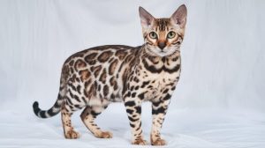 5 Popüler Kısa Tüylü Kedi Cinsi