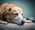 Köpeklerde Böbrek Yetmezliği: Belirtiler, Tanı ve Tedavi Yöntemleri